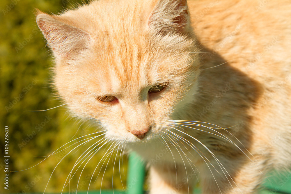 Red cat in the sun on a green bench