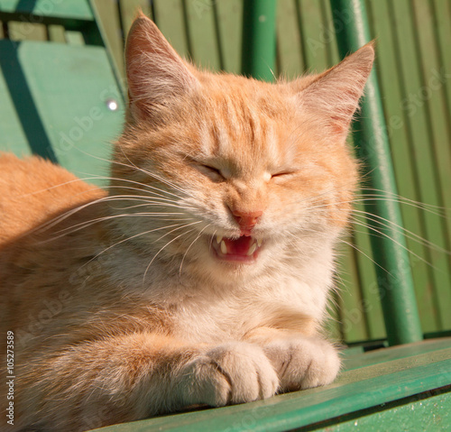 Red cat meowing