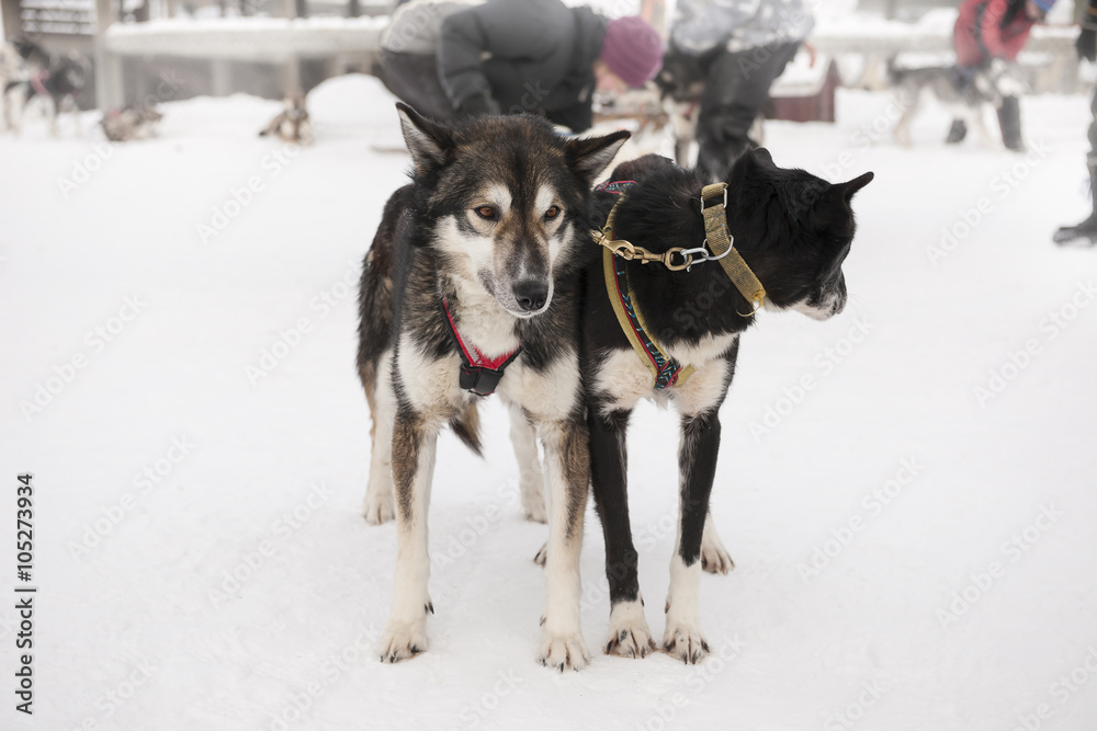 Sled dogs harnessed and ready to go
Sled dogs harnessed and ready to go