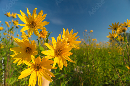 Landscape field of yellow flowers blue sky