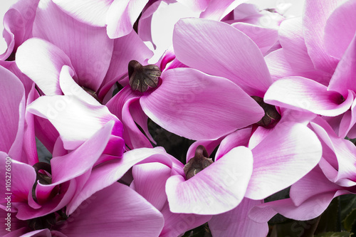  flowers of pink cyclamen - close up photo