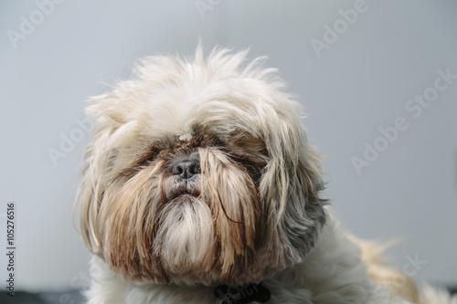 Cute quiet serious hairy pet dog Shi Tzu on a grey background