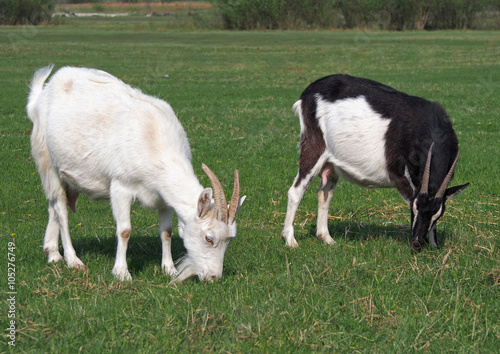 Domestic goats  grazing on green meadow 
