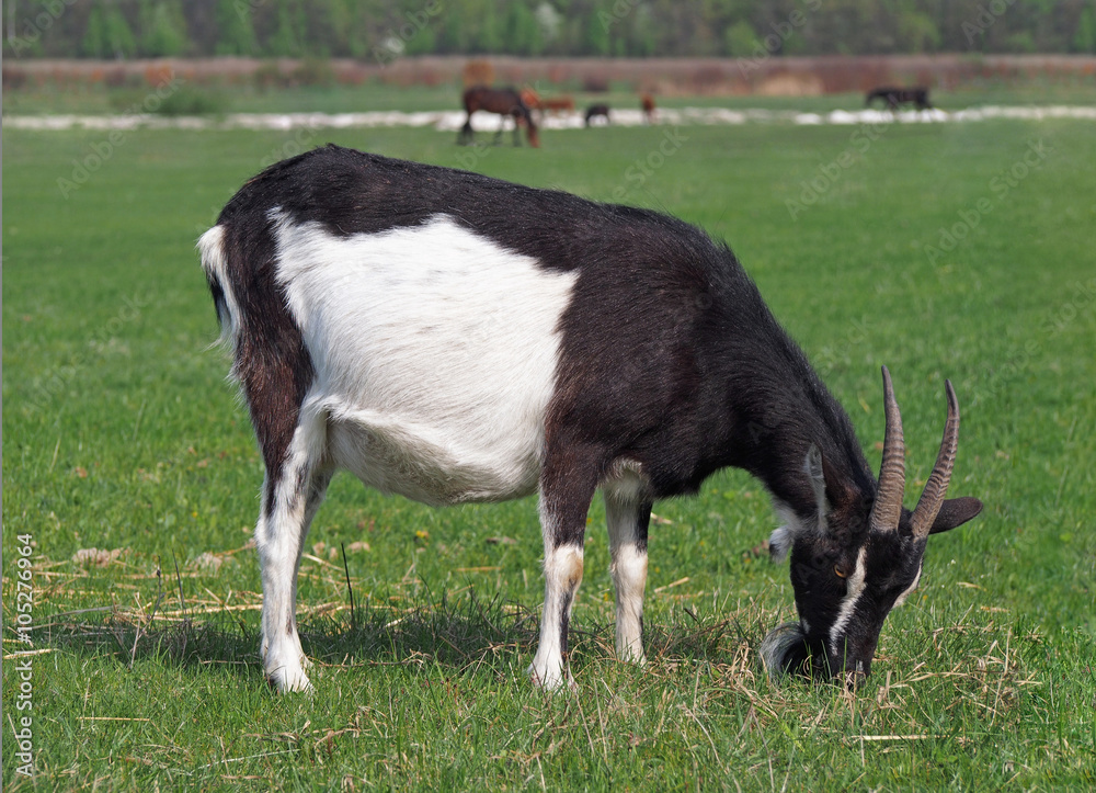 Portrait of domestic goat on green meadow background
Portrait of domestic goat on green meadow background
