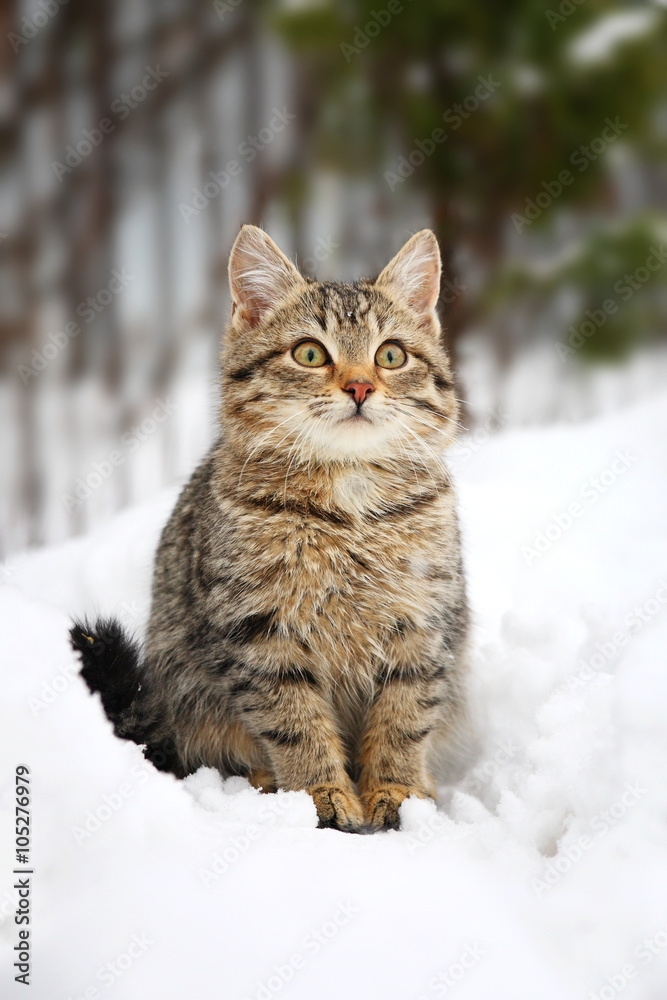 Котенок на снегу Котенок на снегу