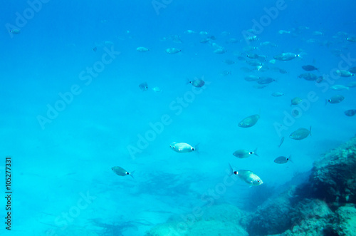 Mediterranean fish underwater. Called Sparlotti in italian language © aniphaes