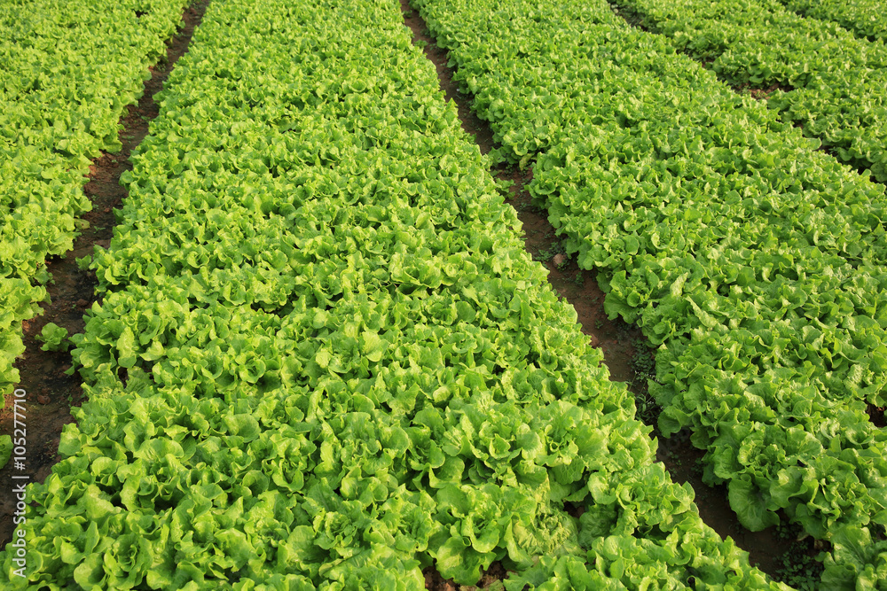 green lettuce crops in growth at vegetable garden green lettuce crops in growth at vegetable garden