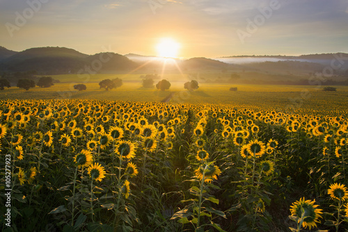 Fototapeta Naklejka Na Ścianę i Meble -  Sunflower plantation at sunrise