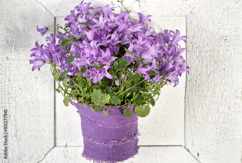 Fototapeta Naklejka Na Ścianę i Meble -  Purple campanula  blue bell flowers on white  wooden background