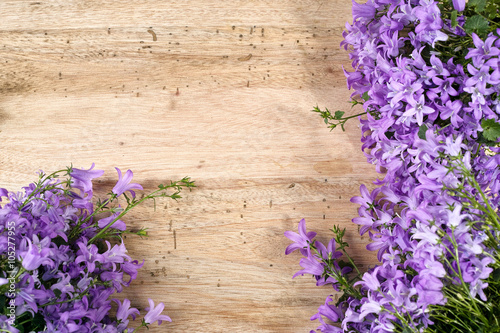 Purple campanula  blue bell flowers on wooden background