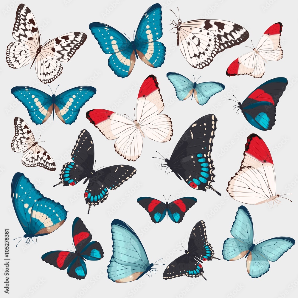 Collection of butterflies Collection of butterflies
