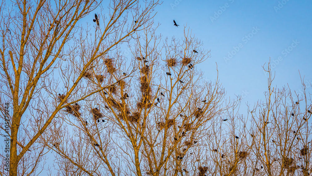 Fototapeta premium black crows