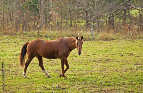 Beautiful brown horse walking in green grass.