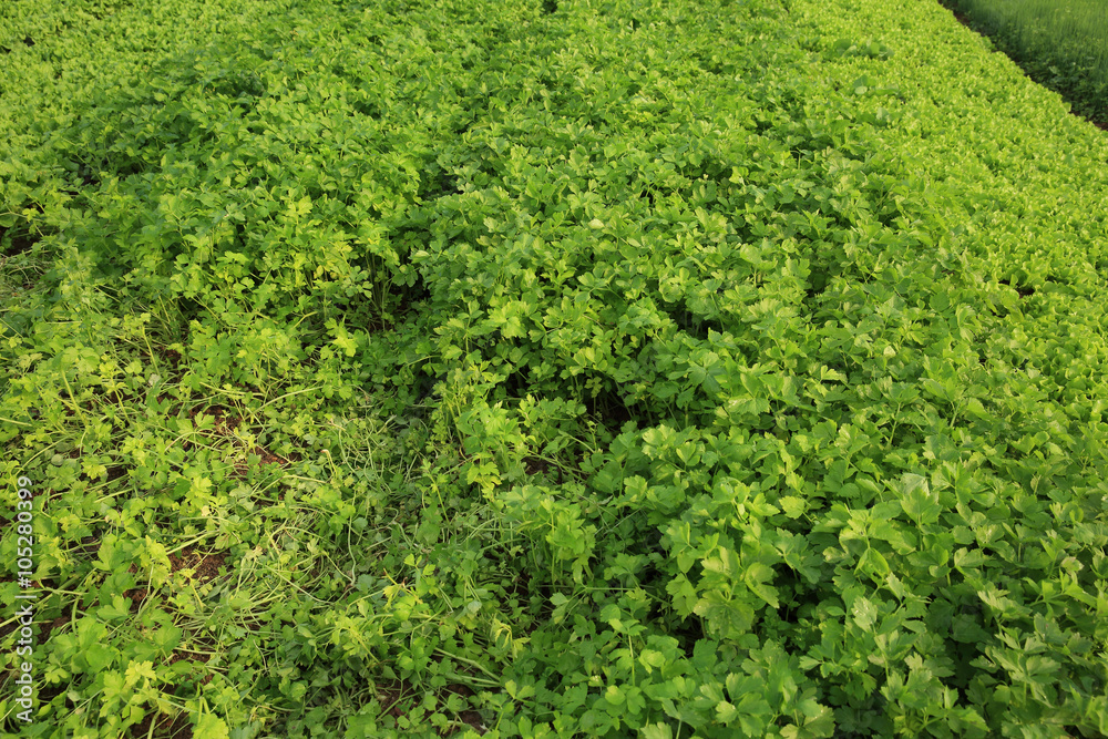 green celery in growth at vegetable garden green celery in growth at vegetable garden