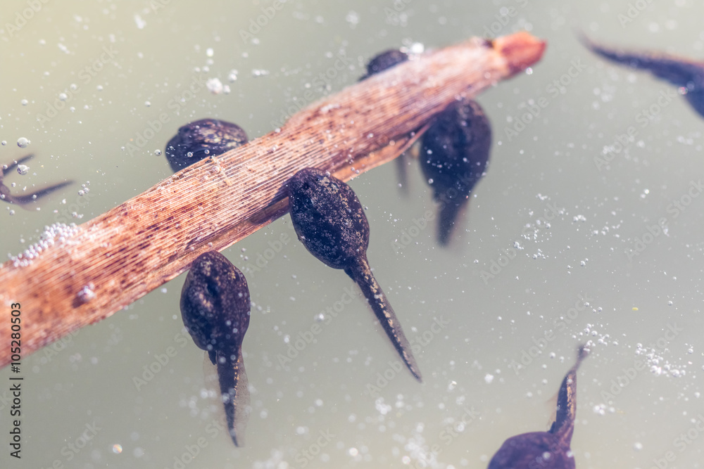 Φωτογραφία Tadpoles (Frogs in the Larval Stage) Underwater on a Stalk