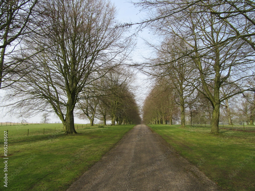 Tree lined driveway
