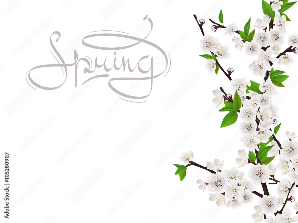 Fototapeta premium Cherry spring branch with white flowers. Handwritten word spring. Vector template for greeting card.
