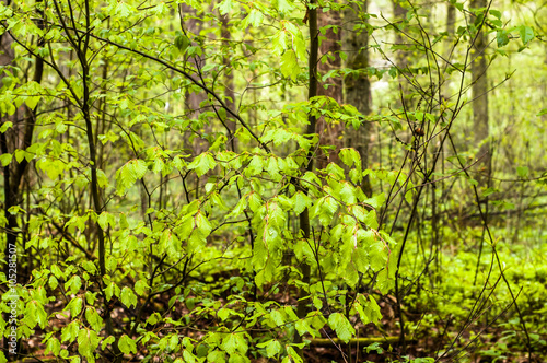 Spring leaves on a branch of deciduous tree in the forest