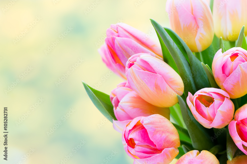 Spring flowers. Tulip bouquet on the bokeh background. - obrazy, fototapety, plakaty 