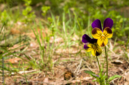 Wild pansy flower blooming in the spring forest