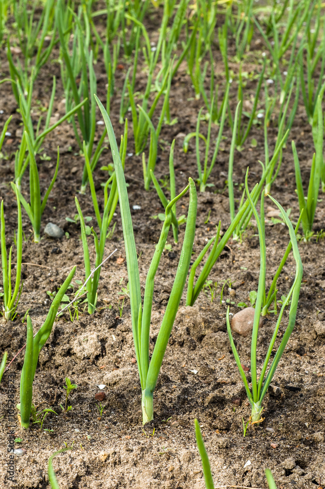 Chives in spring garden. Green onions planted in neat rows. Chives in spring garden. Green onions planted in neat rows.