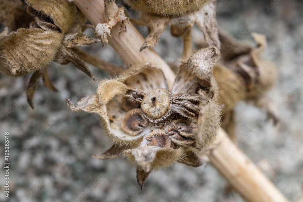 Fototapeta premium samen stockrosen