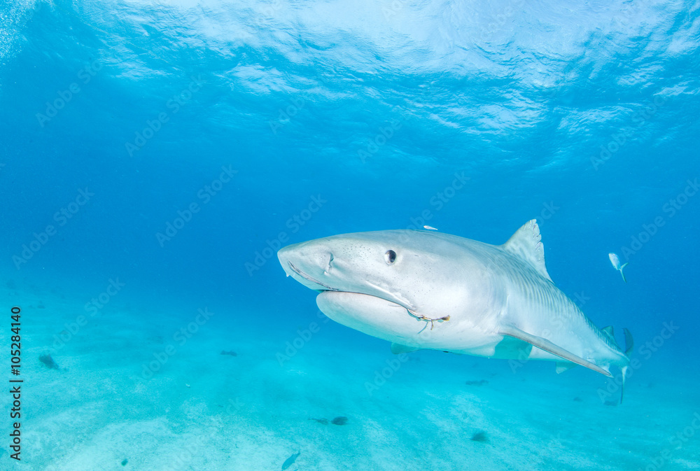 Fototapeta premium Tiger shark