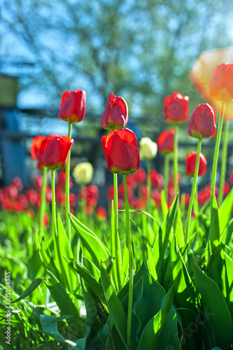 Field of red colored tulips 