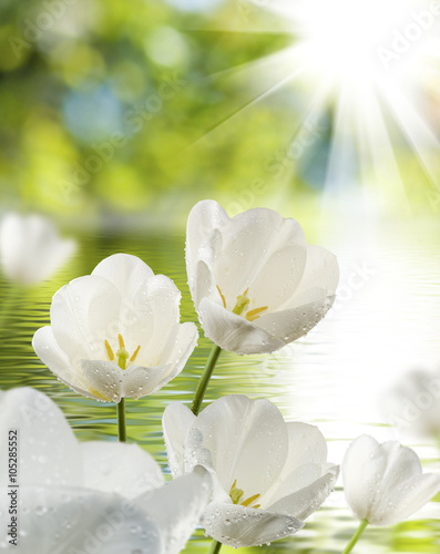 Fototapeta Naklejka Na Ścianę i Meble -  image of tulips over the water closeup