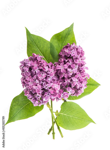 Spring lilac flowers isolated on white background