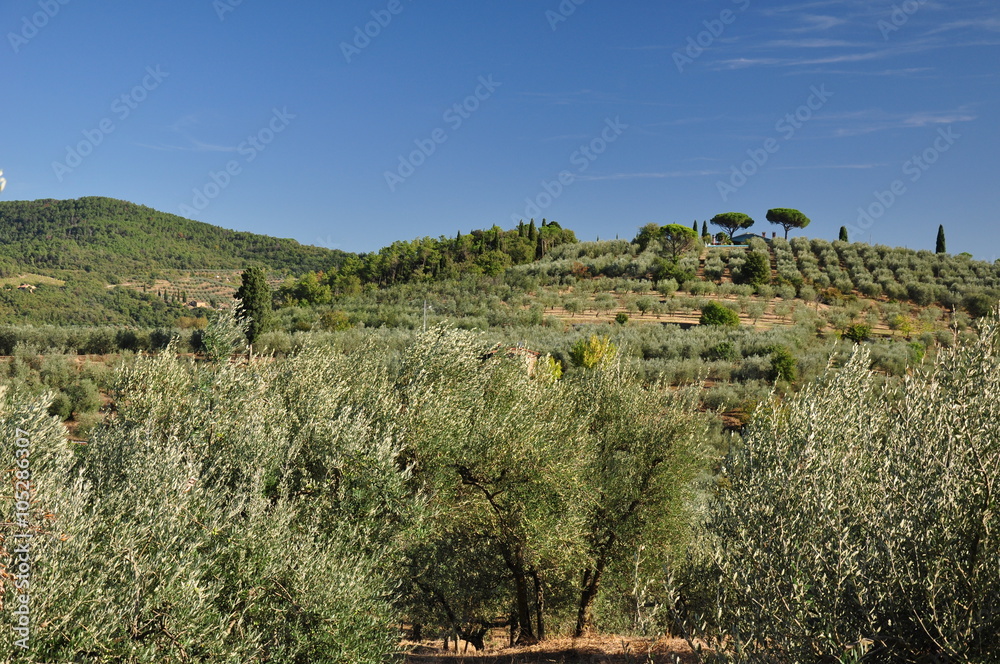 Naklejka premium Toskania