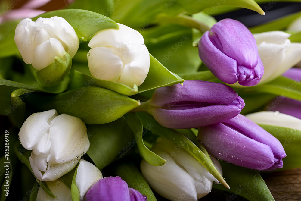 bouquet of white and purple tulips bouquet of white and purple tulips