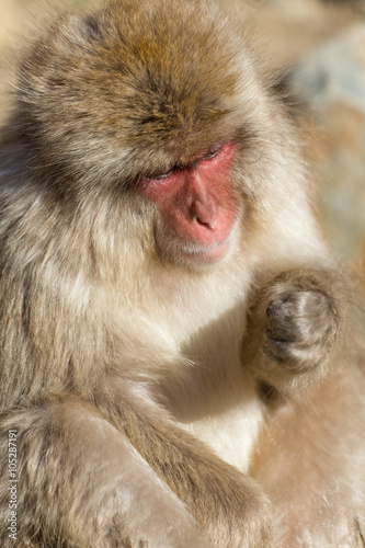Lovely monkey © leungchopan