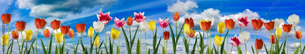 image of many flowers on sky background close-up