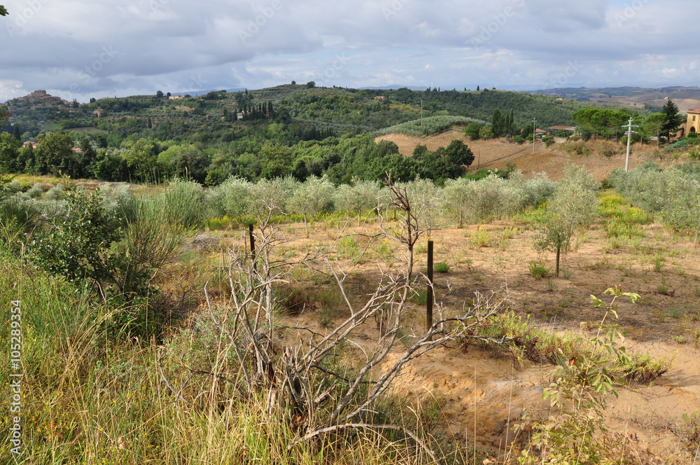 Fototapeta premium Toskania