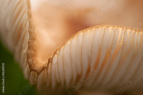 Pilz photo