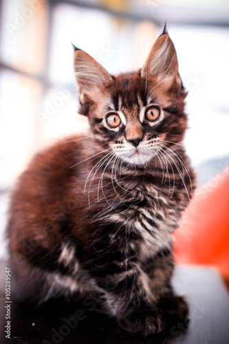 Maine Coon kitten on black table