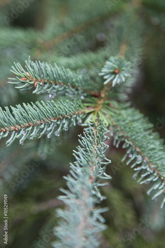 Noble fir, also called red fir (Abies procera, Syn.: Abies nobilis), used preferably as Christmas trees photo