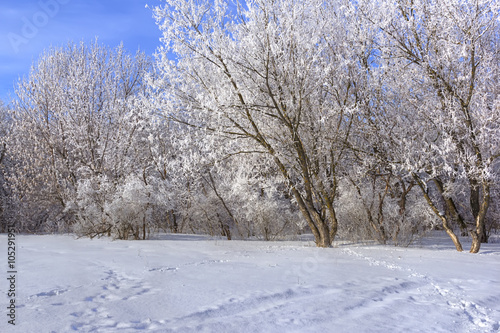 Winter landscape. © floraaplus