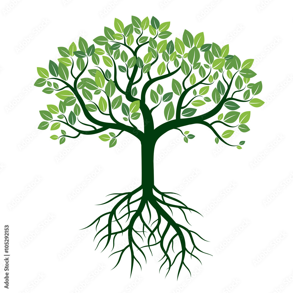 Fototapeta premium Color Tree and Roots. Vector Illustration.