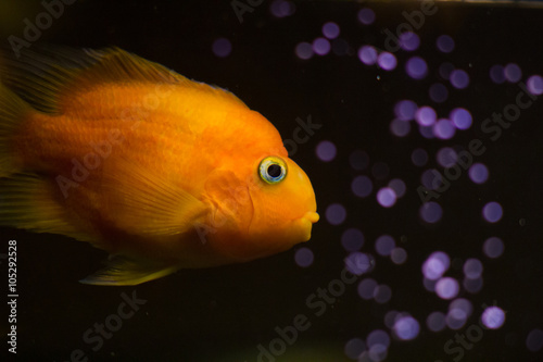 Yellow cichlid fish in aquarium on dark background