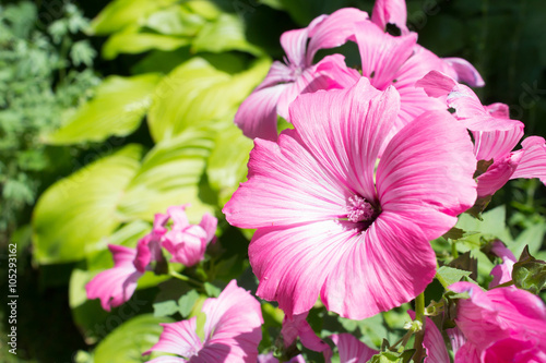Pink mallow flowers blossom on a leaves background
