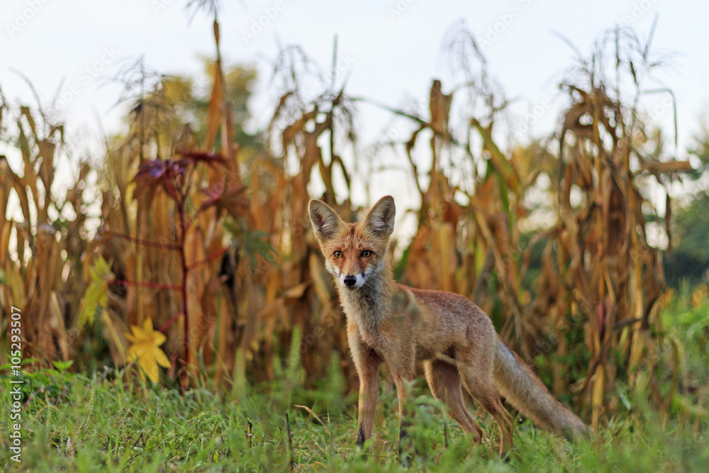 Obraz premium Red fox in the garden