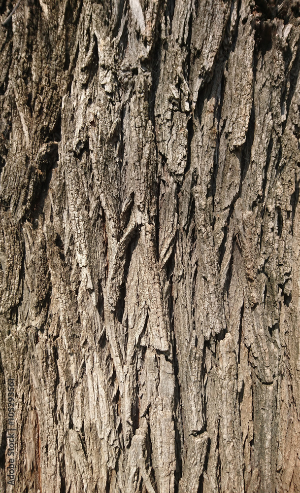 Obraz premium söğüt ağacı dokusu