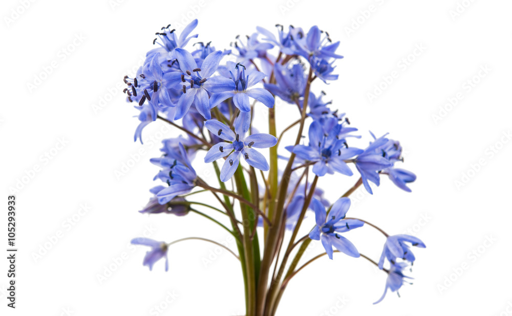 Fototapeta premium Siberian squill (Scilla siberica)