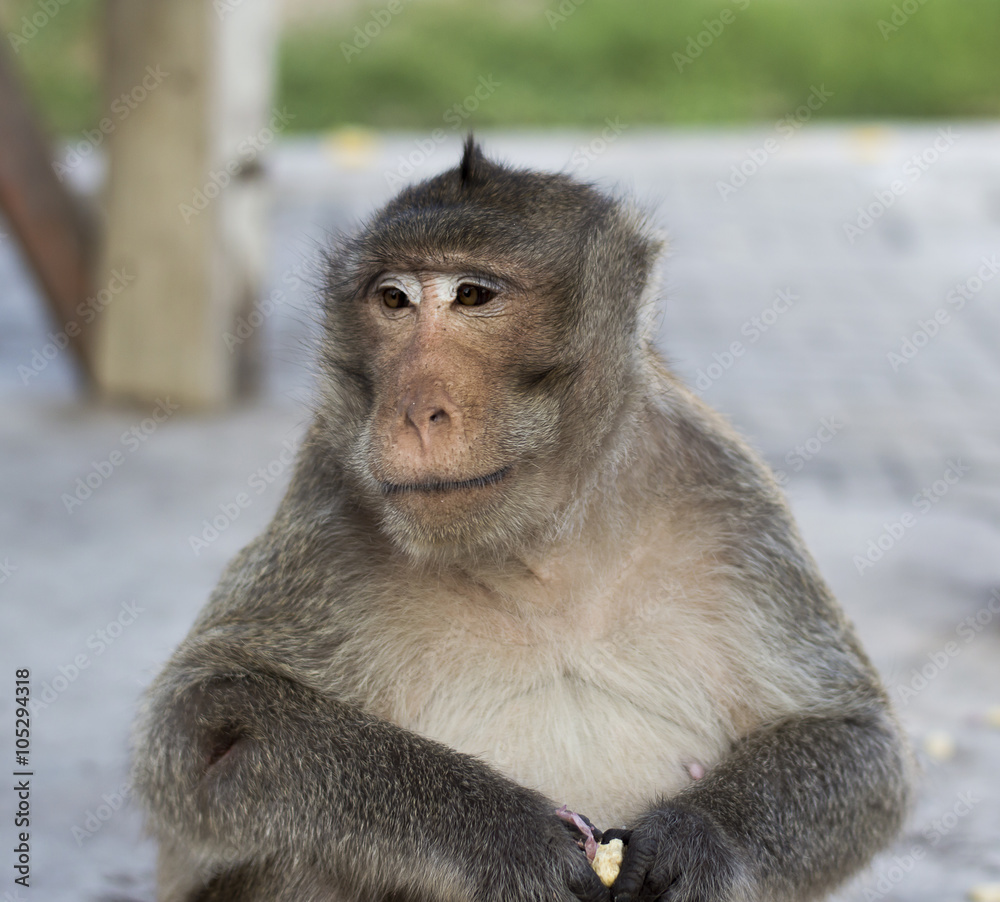 Fototapeta premium Monkey