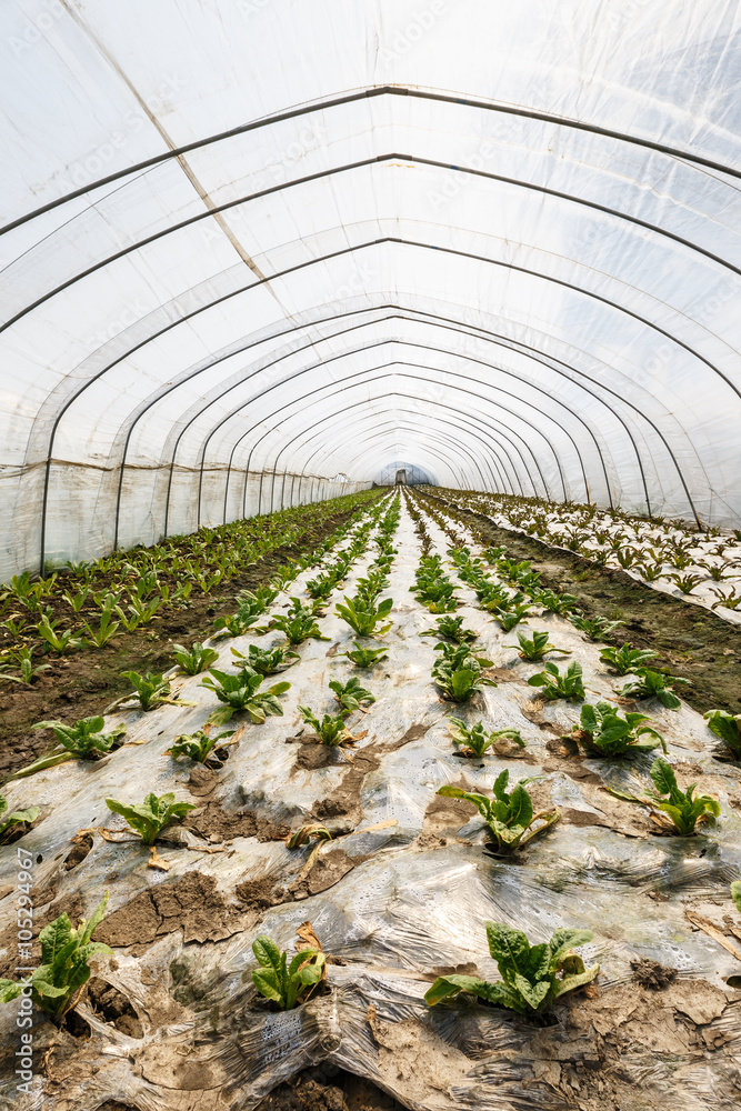 Lettuce vegetables grown in the greenhouse Lettuce vegetables grown in the greenhouse