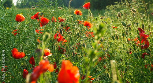 bright red poppies in green grass in summer