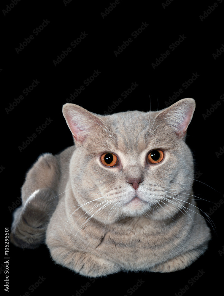 Gray British Cat
