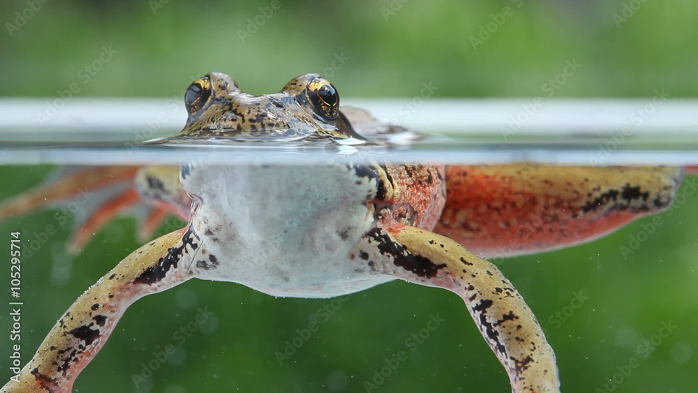 Closeup of tree frog underwater